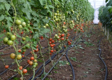 Gulpinar geothermal greenhouse produce